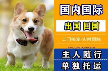 汉沽区宠物托运公司汉沽区宠物托运公司汉沽区宠物托运公司